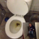This is a compilation of selfie clips from Vine in which girls record themselves and their friends pooping. Clever editing shows the faces of the girl and the turds they left in the toilet. Square format video. Over 3.5 minutes.